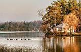 Geese On Otter Lake_02314